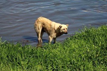 Son dakika 3. sayfa: Amasya'da ırmağa düşen köpeği itfaiye kurtardı