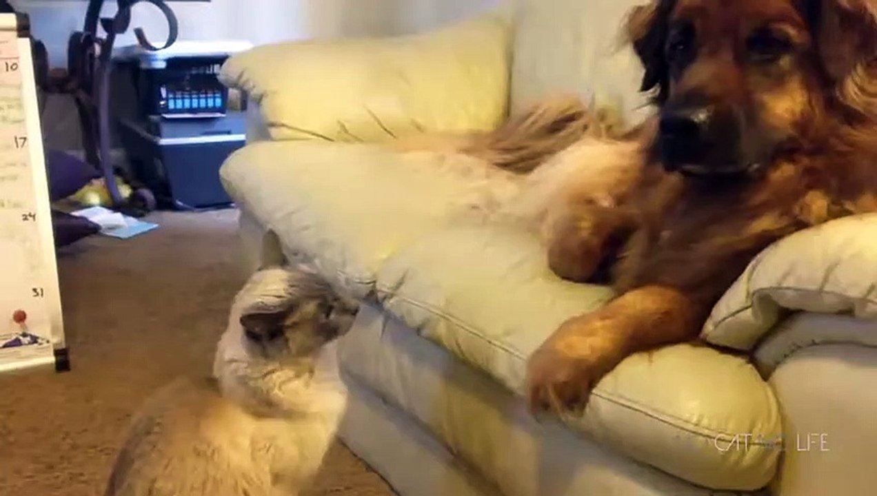 Funny Cats vs Dogs Compilation