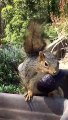 Squirrel Snacks on Tasty Avocado