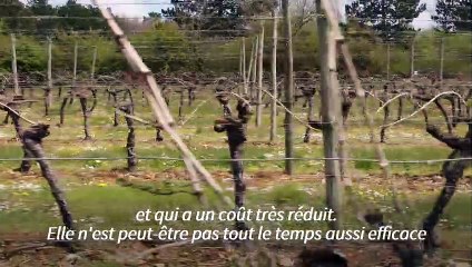Freiner la vigne pour la préserver du gel: une parade écologique testée en Bourgogne