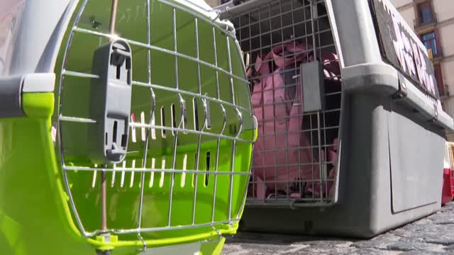 Cientos de personas se manifiestan en Barcelona contra el uso de animales en laboratorios