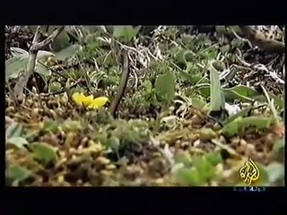 الكورديسبس الجزيرة وثائقية _