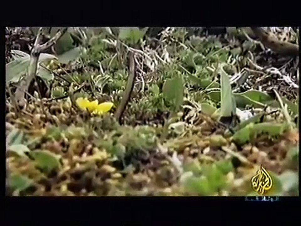 الكورديسبس الجزيرة وثائقية _