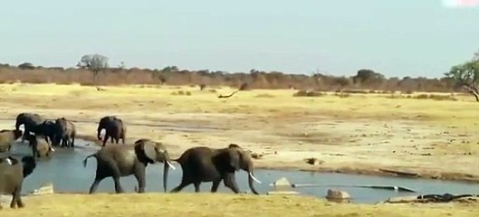 Yavru fil timsahların planını böyle bozdu