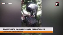 Encontraron un oso melero en Itaembé Guazú