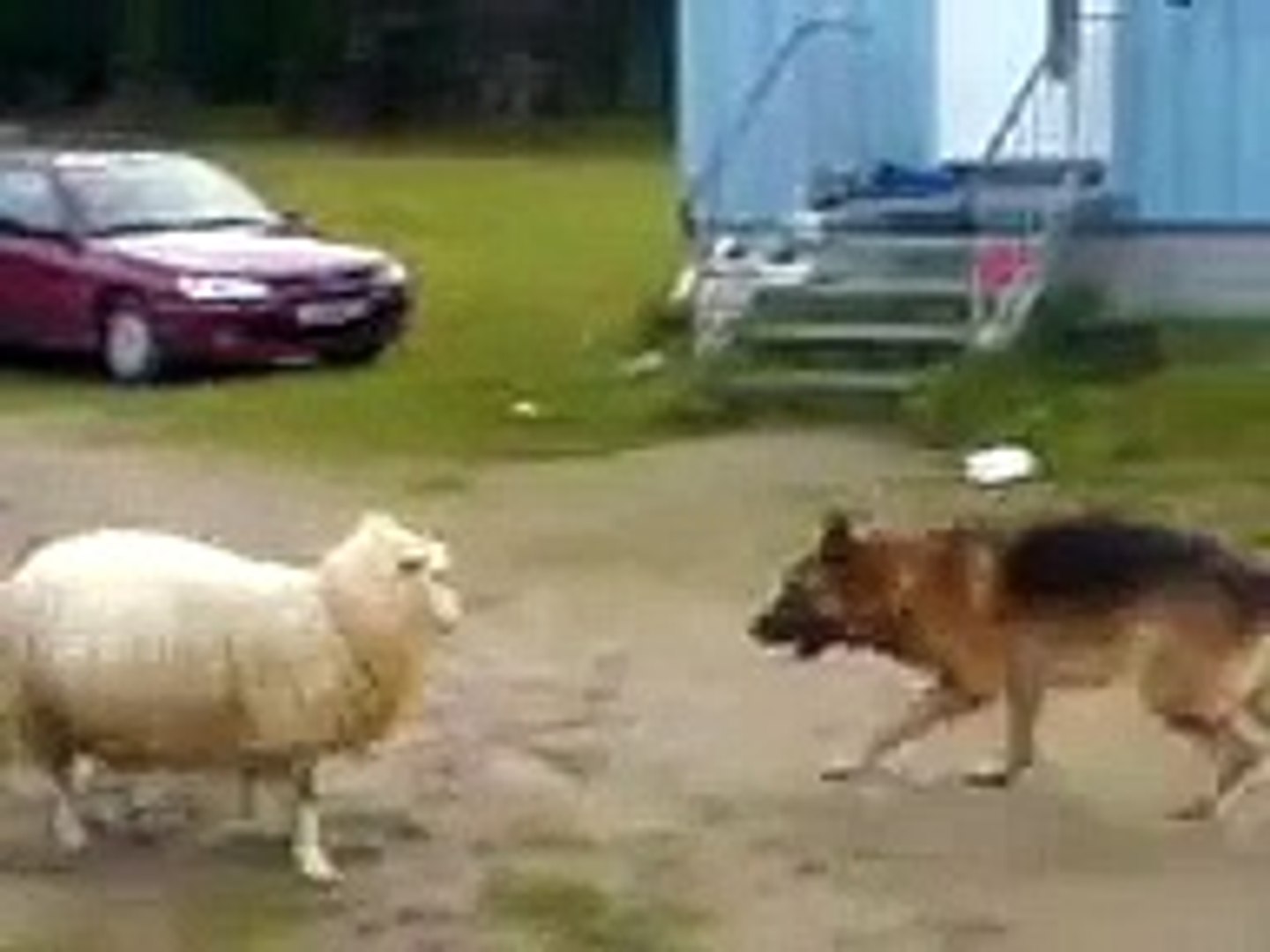 ⁣KOMiK ALMAN KURDU VS KOYUN - FUNNY GERMAN SHEPHERD VS SHEEP