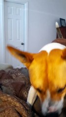 Tucker Carlson Takes a Breather