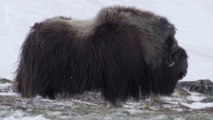 Shetland faunique 2. Fin hivernale. Islande renard polaire. Norvège : bœufs musqués (Ovibos moschatus), rennes