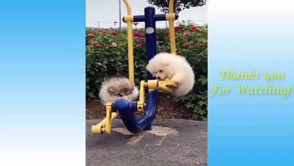Cute Pets And Funny Animals Compilation #4 - Pets Garden