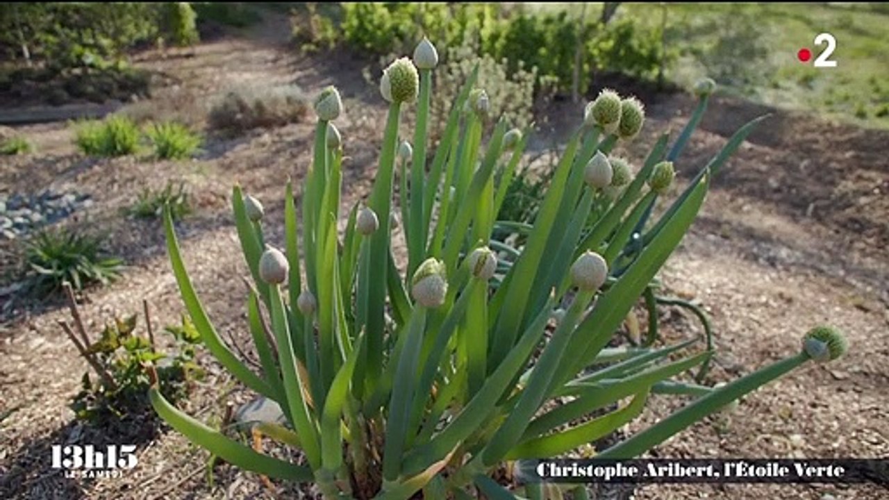 "Je pense que la plupart des cuisiniers ont une âme paysanne" : le chef étoilé Christophe Aribert engagé pour une gastronomie durable