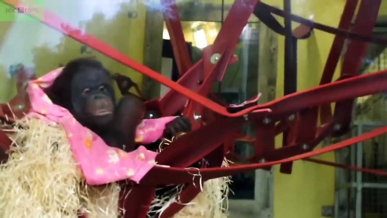 Top 10 Animales Más GORDOS Del Mundo