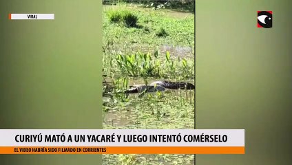 Curiyú mató a un yacaré y luego intentó comérselo