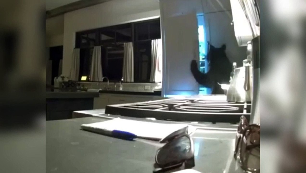 Quand un ours entre chez toi et ouvre ton frigo