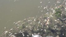 DİYARBAKIR - Dicle Nehri'nde toplu balık ölümleri görüldü