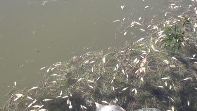 DİYARBAKIR - Dicle Nehri'nde toplu balık ölümleri görüldü