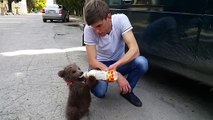 Adorable : cet homme donne du biberon à un petit ourson