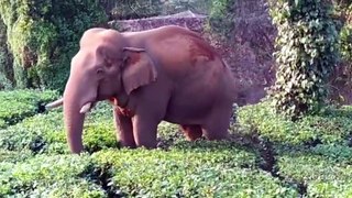 Elephant vs cow face to face in India | animals funny videos