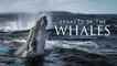 Secret of the Whales' Brian Skerry Talks About Capturing That Whale Dinner Scene