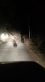 Bear and Her Cubs Run Along Mountain Road
