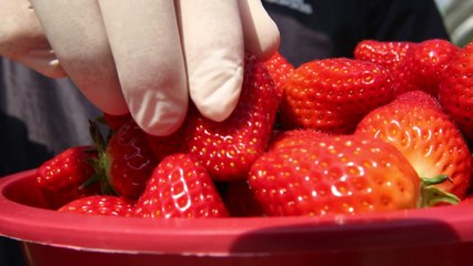 "싱싱한 딸기 사세요" 소규모 농가 돕는 지자체 / YTN