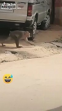 Super Funny Animal Video that Will Make You Laugh Out Loud Keep Laughing Do Share & Subscribe
