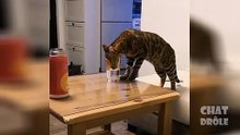 Try not to laugh  funny cats videos