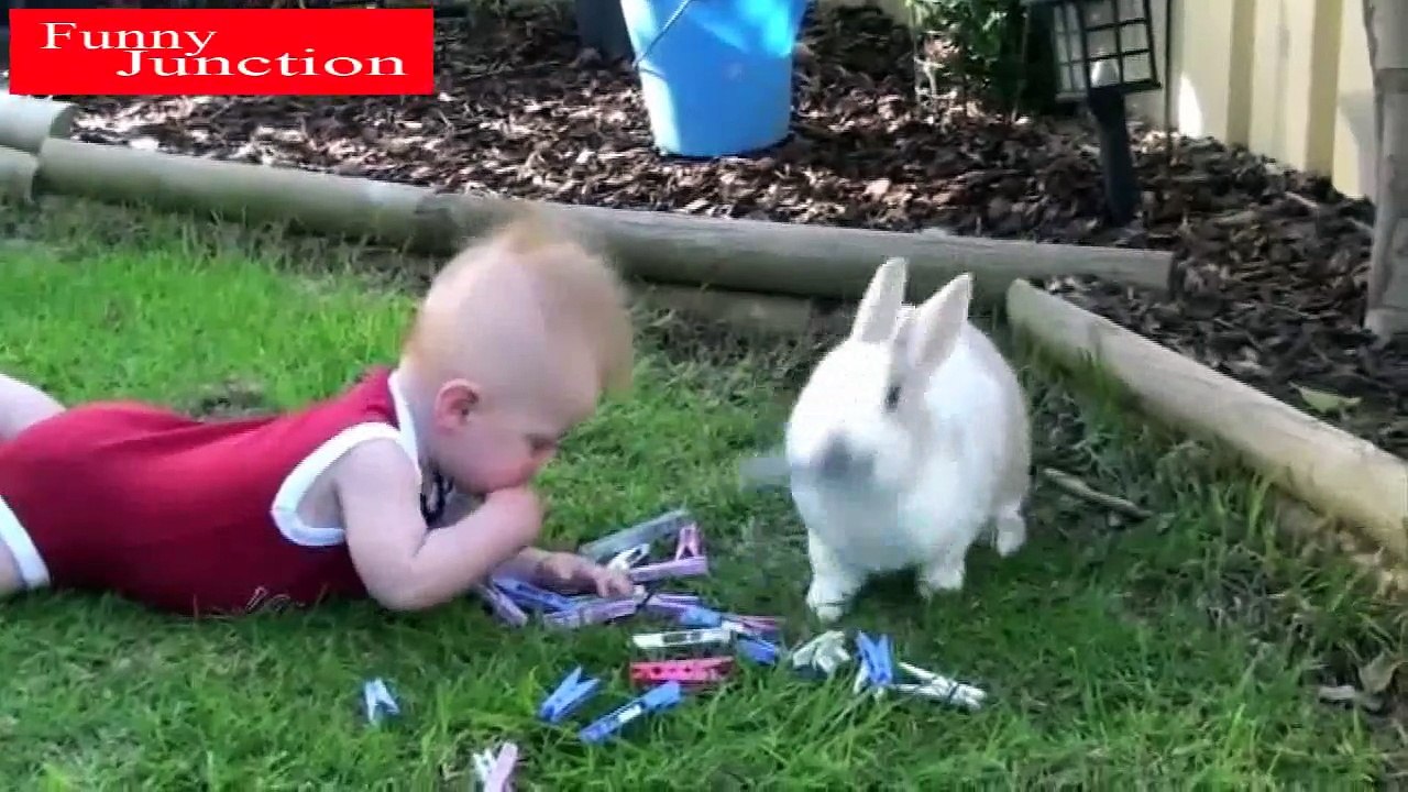 No.2 Top Funny Videos | Funniest Animals in the world #1 | Funny Cats