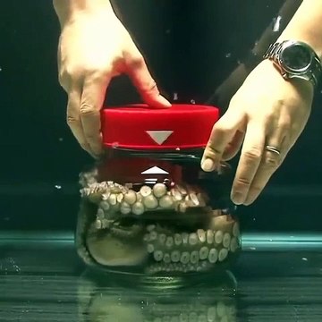 Le poulpe : un animal très intelligent... La preuve