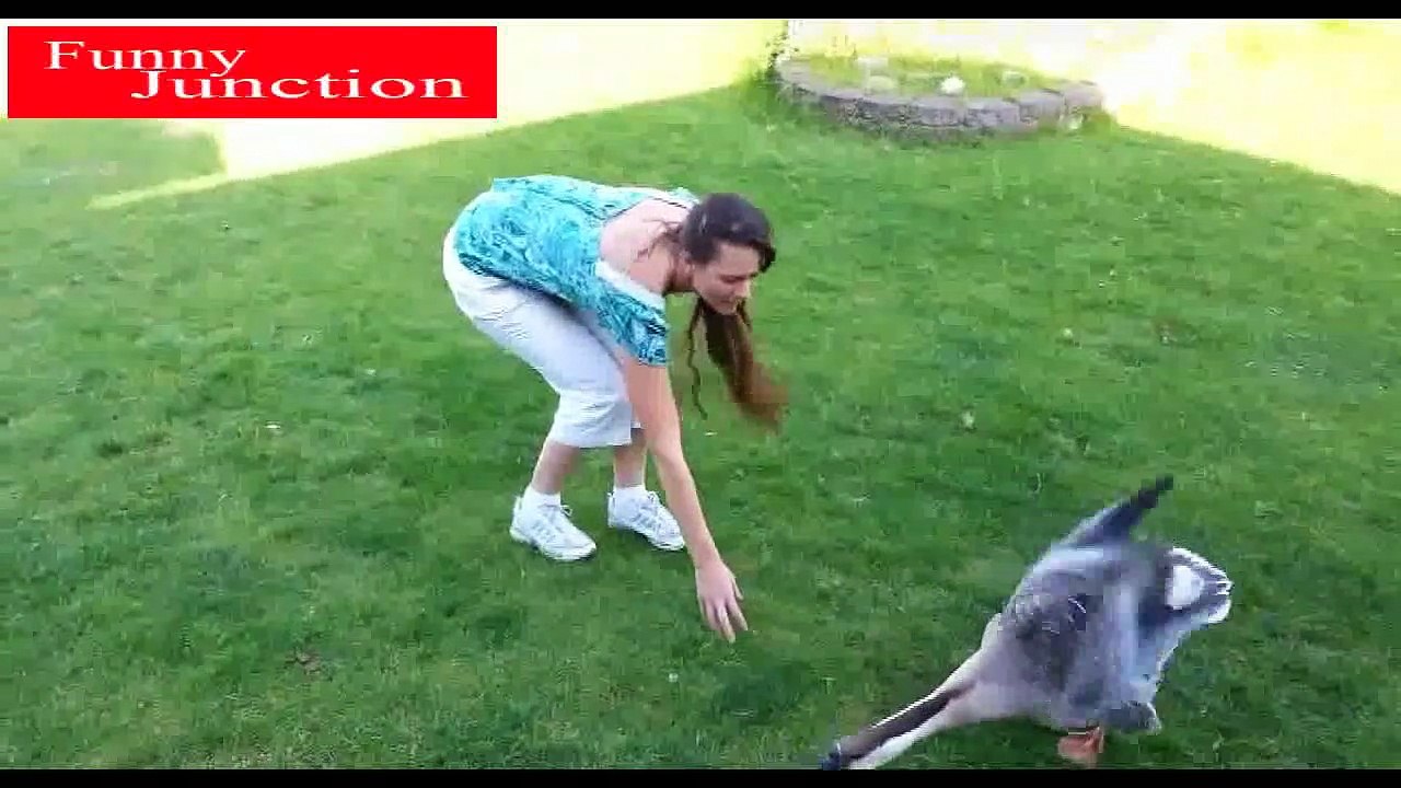 Funniest Animals No.1 | Top Funny Videos | Funny Dogs