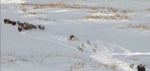 Yanlış hamle yaptı, arkadaşı kurtlara yem oldu