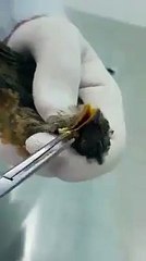 Küçük kuşu saran kurtçuklar ve ona yardım eli uzatan güzel insan....