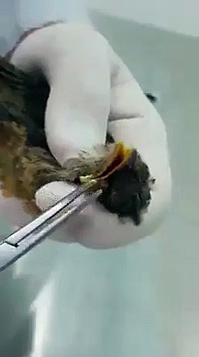 Küçük kuşu saran kurtçuklar ve ona yardım eli uzatan güzel insan....