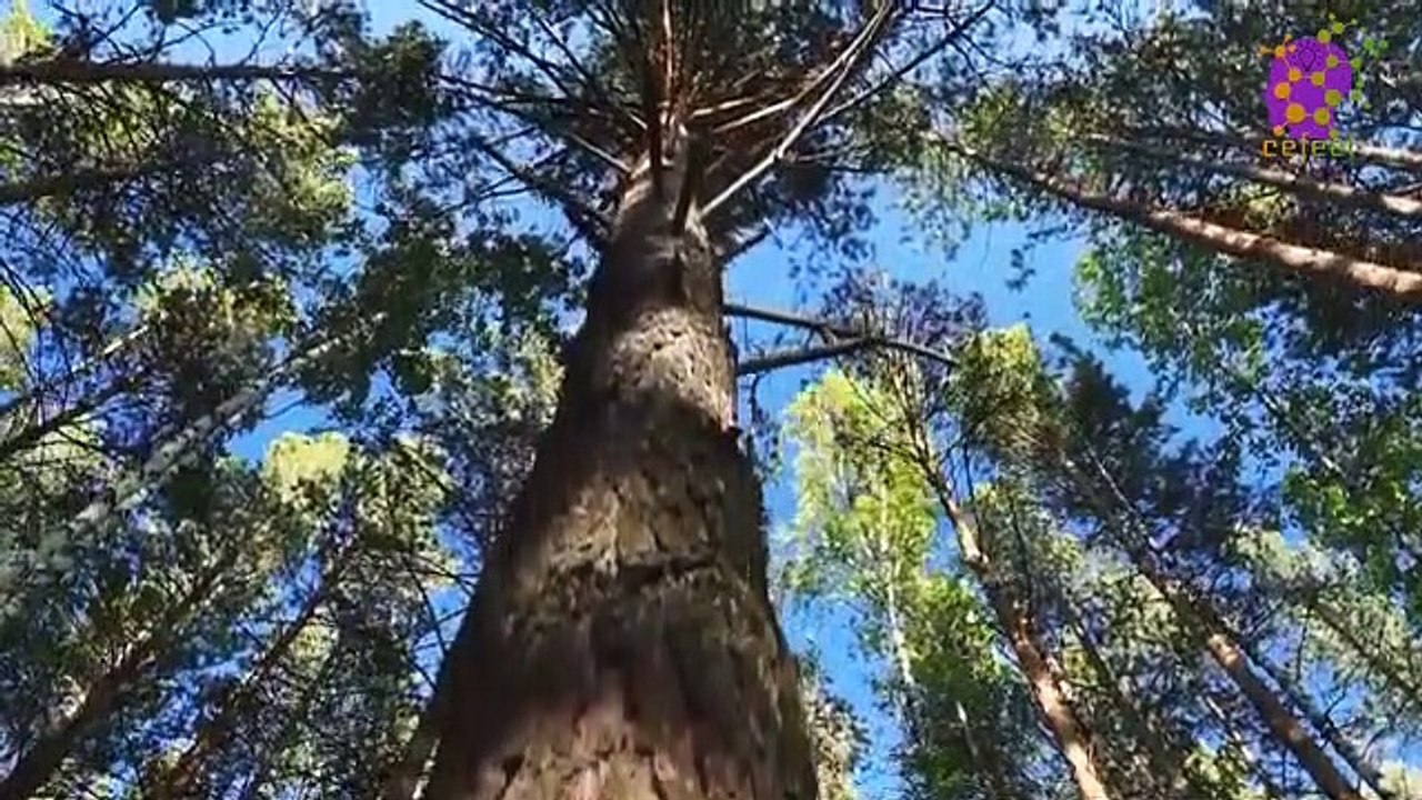 15 Minute Deep Soothing Music | Relaxing | Calming | Self-love | Self-Esteem | Healing | Being in Present Moment | Anti-Depression | Positive Energy