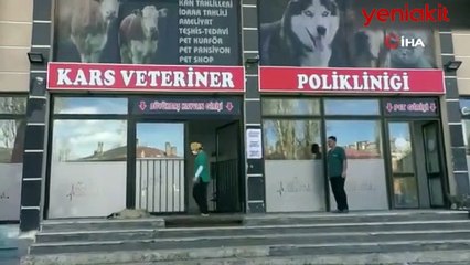 O ilimizde panik! Buzağılarda koronavirüs çıktı