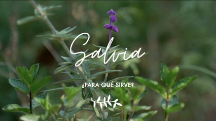 Salvia ¿para qué sirve - Propiedades medicinales