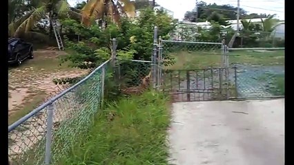 Yan komşuya saldıran pitbull'lar böyle görüntülendi