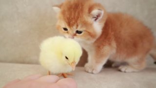 Kittens walk with a tiny chicken new 2021