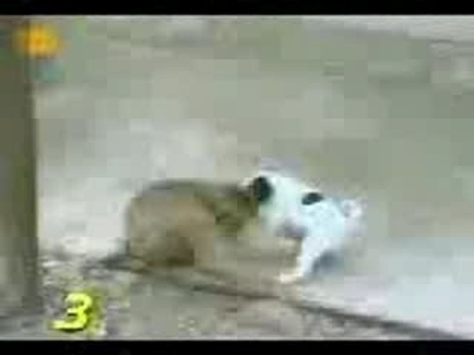 Chadi et dog