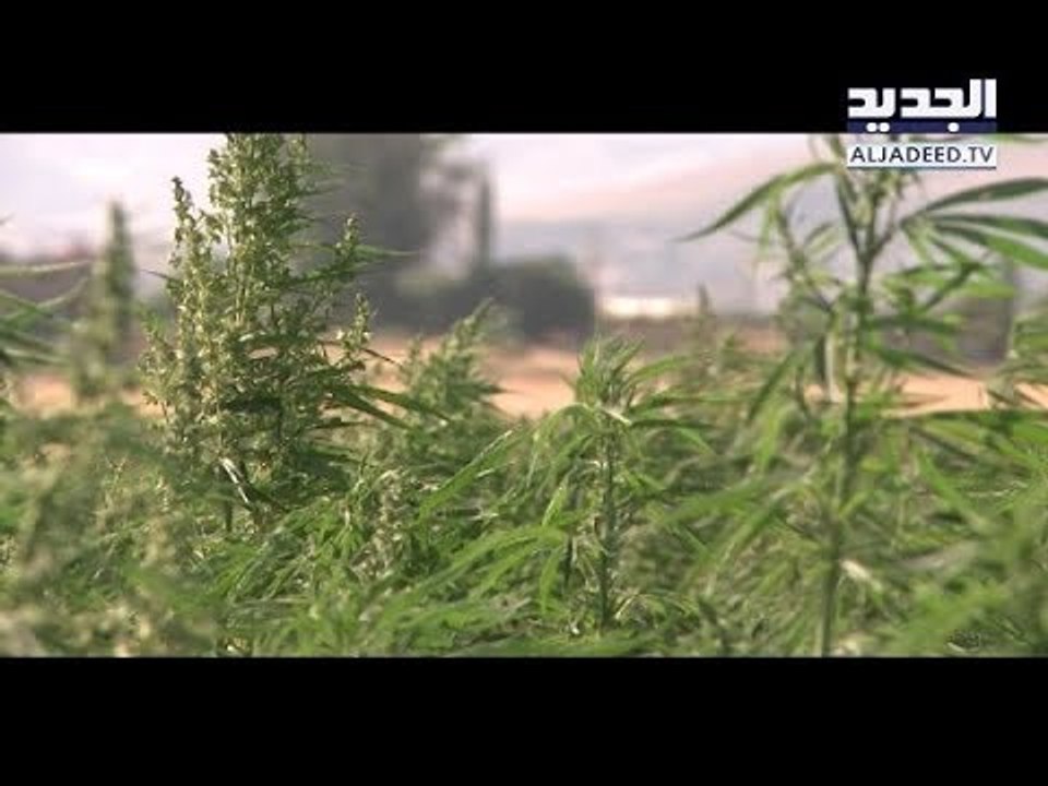 ماذا يقول رجال الدين في تشريعِ زراعة الحشيش؟! - تقرير علاء سلوم