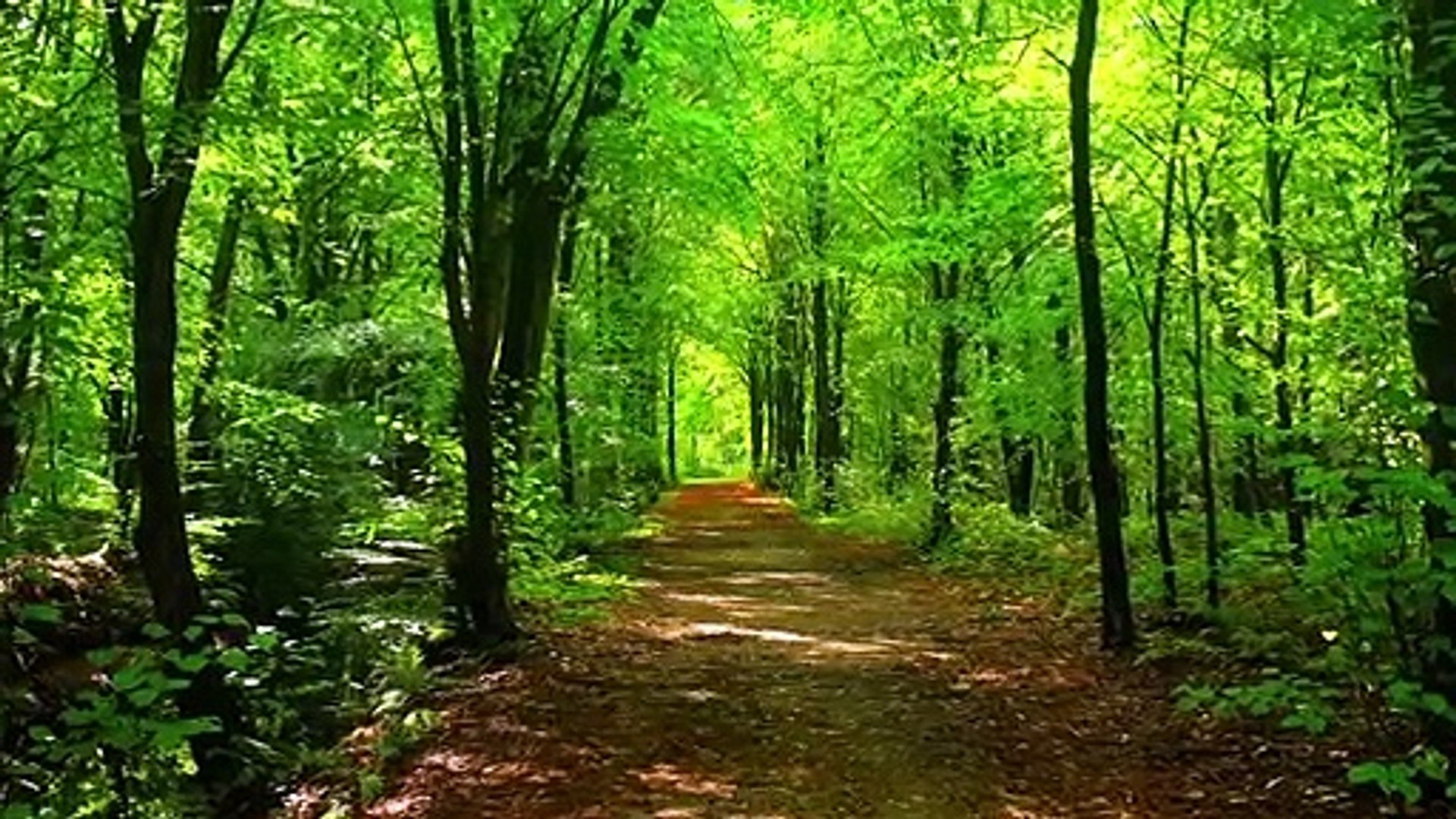 ⁣Forest beautiful.