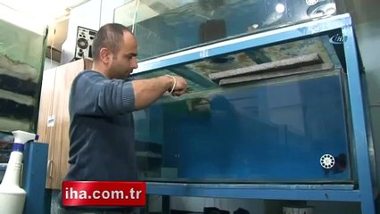 Bu balığı görenler çok şaşırıyor