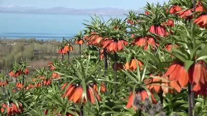 Van Valisi Bilmez ters lalenin hikayesini dinledi