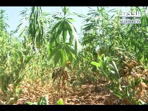 الجديد تضبط زراعات ممنوعة في حديقة المجلس الدستوري! - نعيم برجاوي