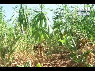 "الجديد" تضبط زراعات ممنوعة في حديقة المجلس الدستوري! - نعيم برجاوي