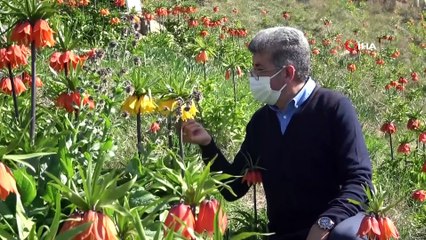 Van Valisi Bilmez ters lalenin hikayesini dinledi