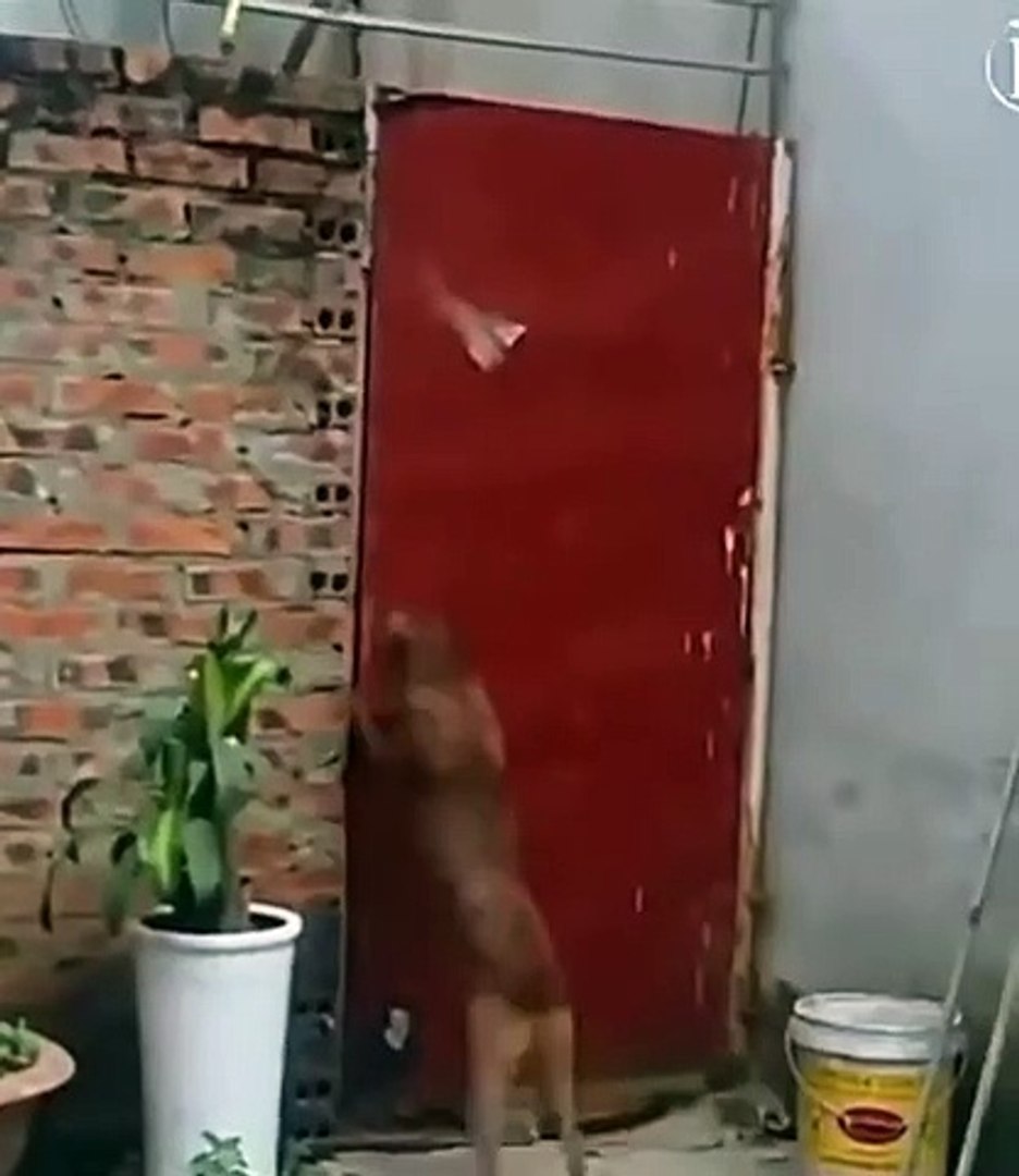 Best videos, Top videos, Viral videos Funny videos no. 168