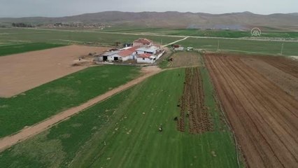 AFYONKARAHİSAR - Köyde ailece ürettikleri rulo çimleri amatör spor kulüplerine ve belediyelere satıyorlar