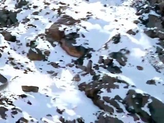 Avını yakalamak için uçurumdan atlayan kar leoparı