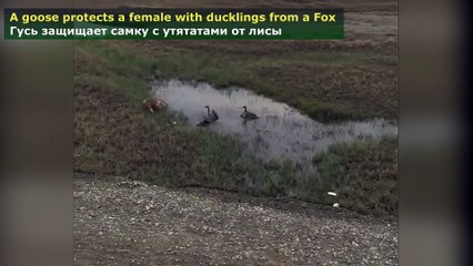 Animals save each other