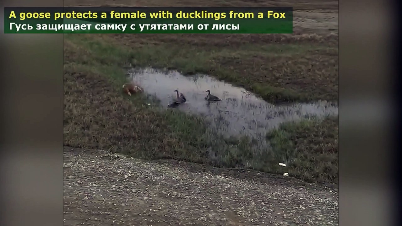 Animals save each other
